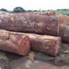 Premium Pachyloba Wood for Sale