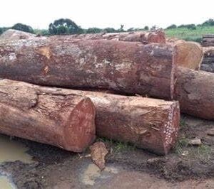 Premium Pachyloba Wood for Sale
