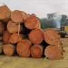 Online Purchase of Okoume Wood