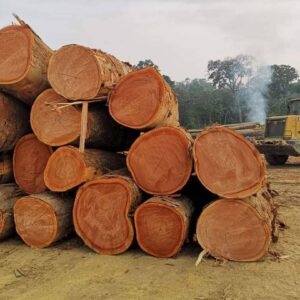 Online Purchase of Okoume Wood