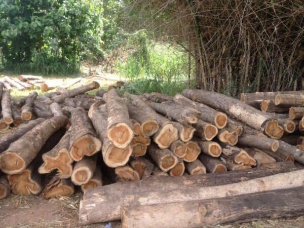 High-Quality Doussie Wood For Sale