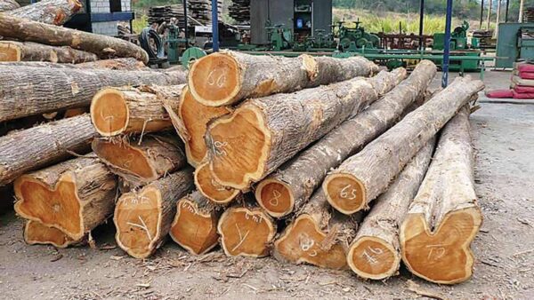 High-Quality Teak Wood for Sale