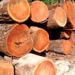 Sustainable Mahogany wood Logging